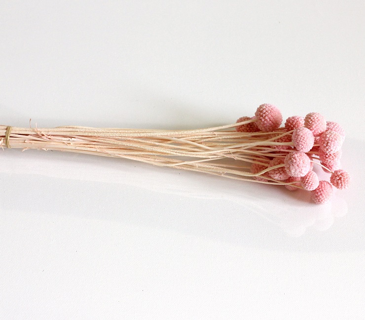 Craspedia pink stabilizovaná zväzok